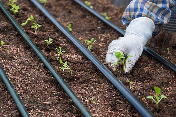 تصویر 2 از خرید نوار تیپ قطره ای + قیمت فروش استثنایی